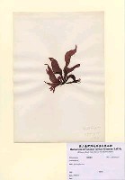 藏品(Grateloupia sp.)的圖片